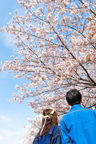 桜 (22 – 25)