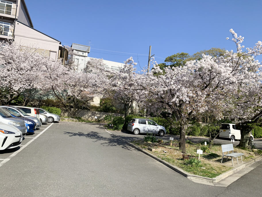 桜 (20 – 25)