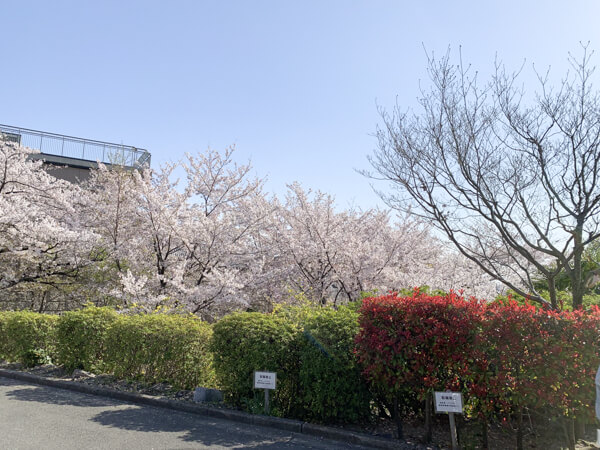 桜 (18 – 25)
