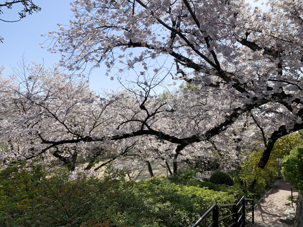 桜 (25 – 25)