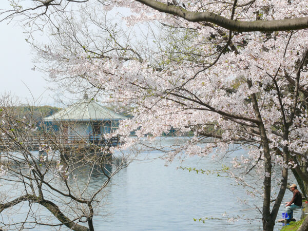 桜 (2 – 25)