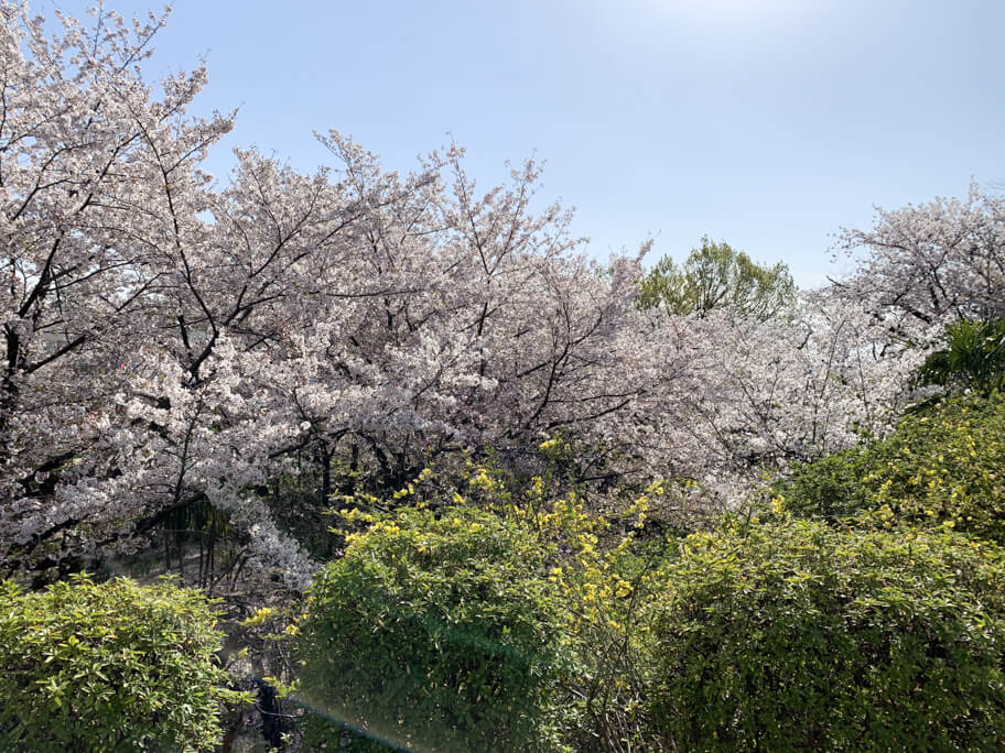 桜 (24 – 25)