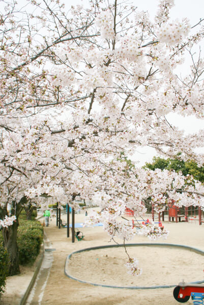 桜 (1 – 25)
