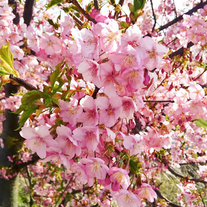 桜 (17 – 25)