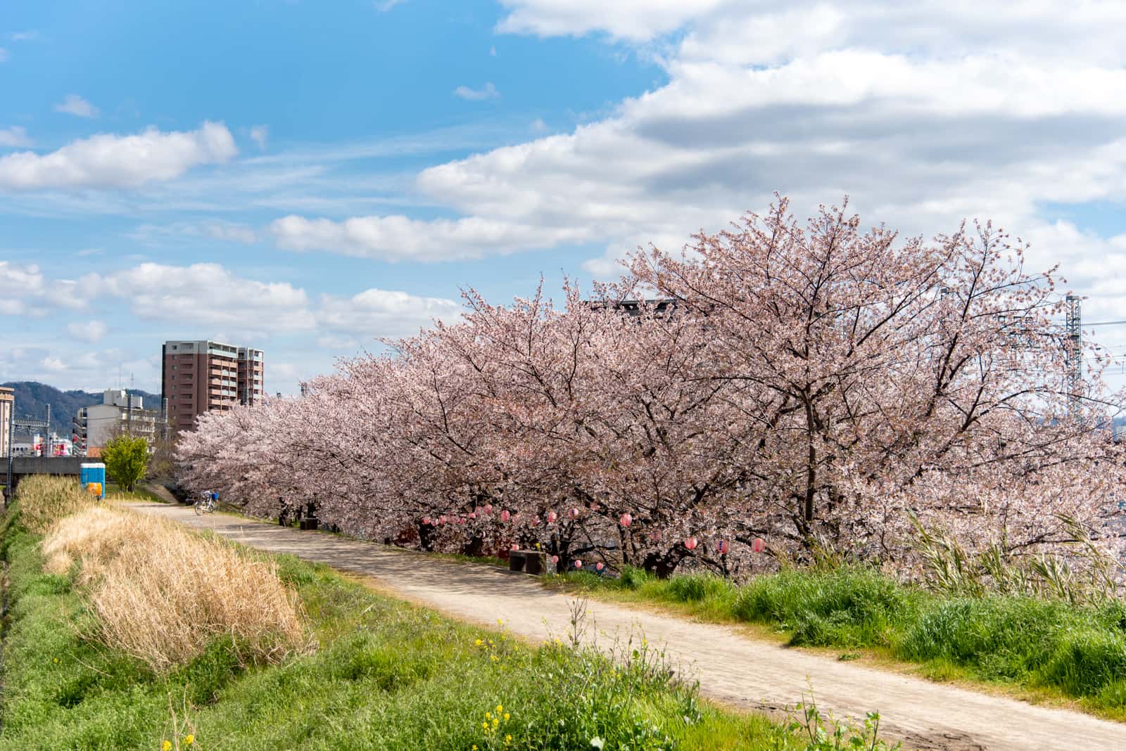 見上げて歩く、桜さんぽ。枚方のおすすめお花見スポット・桜の名所2024【枚方まとめ】 大阪府枚方市の観光情報誌『ひらいろ』