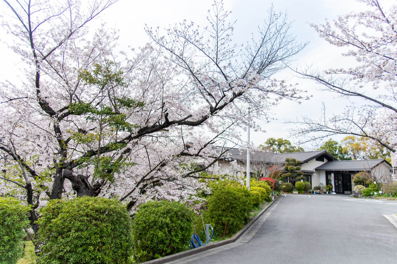 見上げて歩く、桜さんぽ。春の枚方のおすすめお花見名所【枚方まとめ】 大阪府枚方市の観光情報誌『ひらいろ』 見上げて歩く、桜さんぽ。春の枚方のおすすめお花見名所【枚方まとめ】 大阪府枚方市の観光情報誌『ひらいろ』
