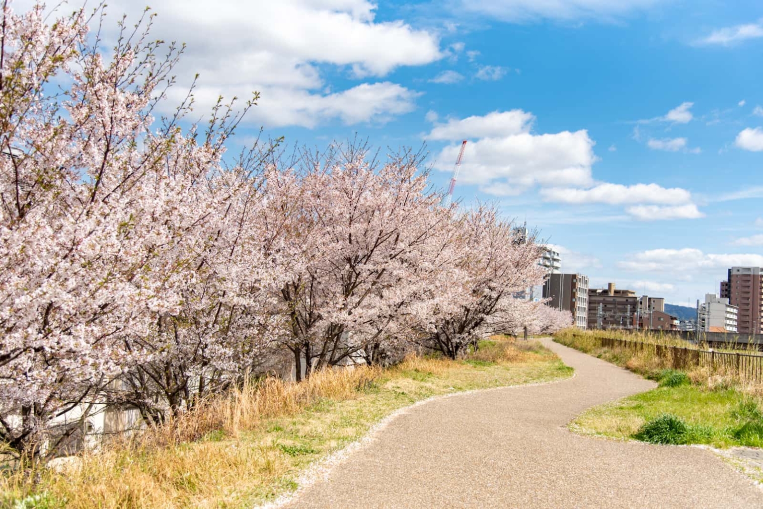 見上げて歩く、桜さんぽ。枚方のおすすめお花見スポット・桜の名所2024【枚方まとめ】 大阪府枚方市の観光情報誌『ひらいろ』