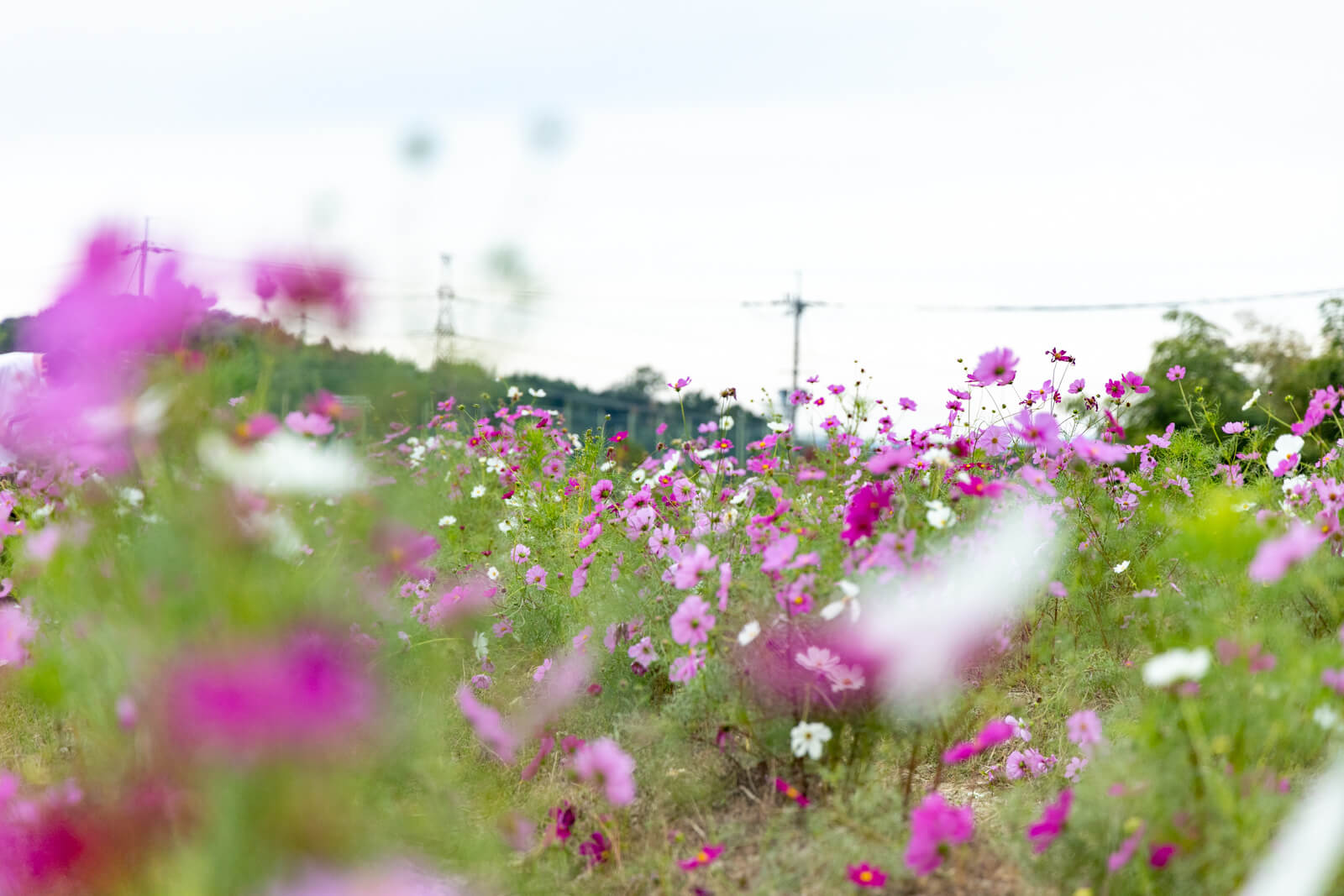 秋に見頃のお花