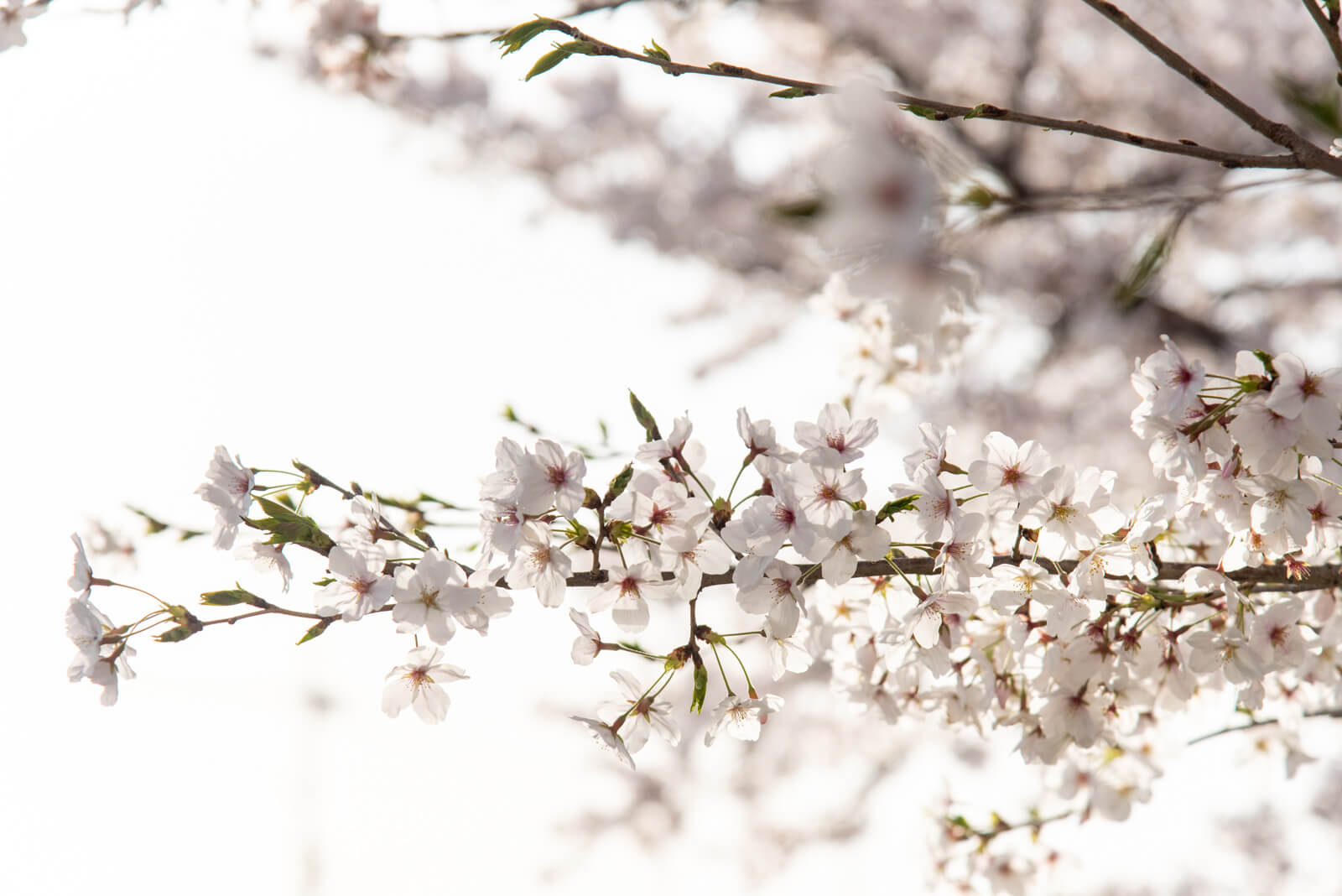 まち全体がまるで公園！