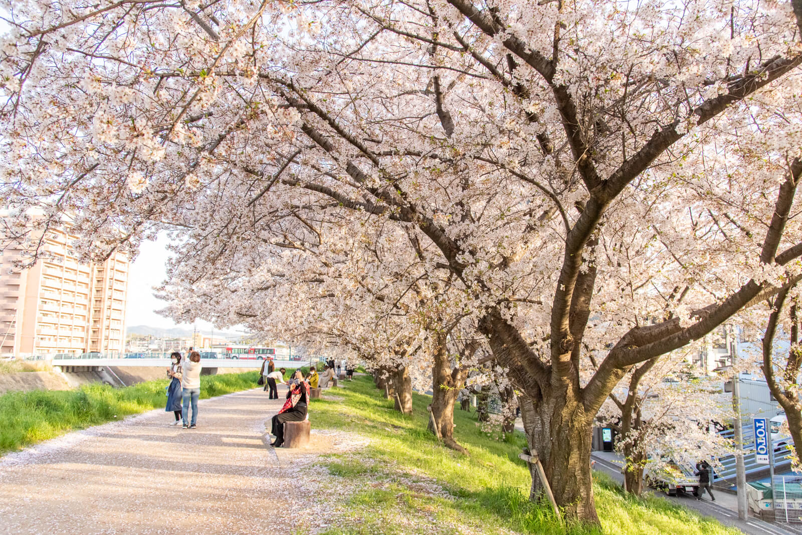 見上げて歩く、桜さんぽ。枚方のおすすめお花見スポット・桜の名所2024【枚方まとめ】 | 大阪府枚方市の観光情報誌『ひらいろ』