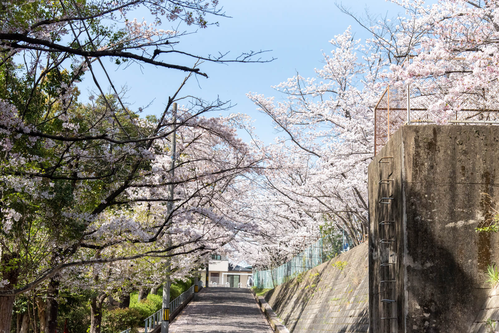 見上げて歩く、桜さんぽ。枚方のおすすめお花見スポット・桜の名所2024【枚方まとめ】 大阪府枚方市の観光情報誌『ひらいろ』