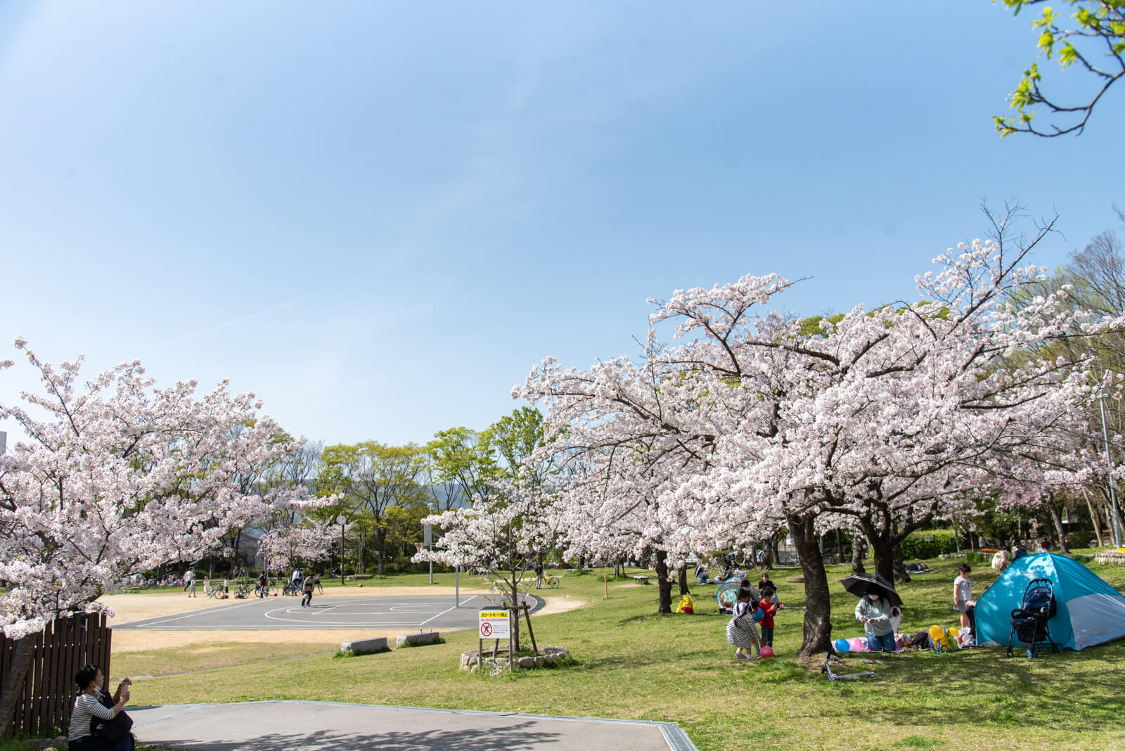 見上げて歩く、桜さんぽ。枚方のおすすめお花見スポット・桜の名所2024【枚方まとめ】 大阪府枚方市の観光情報誌『ひらいろ』