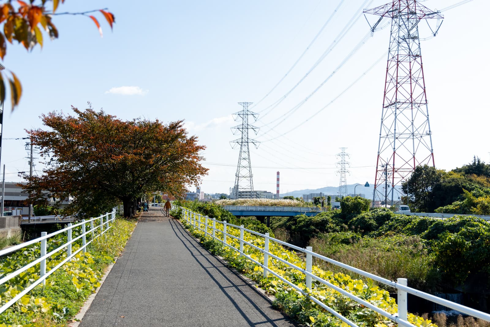 この秋には見ておきたい！定番から隠れスポットまで。大阪府枚方市内の秋の紅葉スポット10選【枚方まとめ】 | 大阪府枚方市の観光情報誌『ひらいろ』
