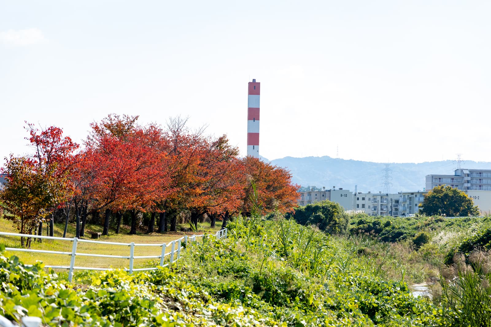 この秋には見ておきたい！定番から隠れスポットまで。大阪府枚方市内の秋の紅葉スポット10選【枚方まとめ】 | 大阪府枚方市の観光情報誌『ひらいろ』