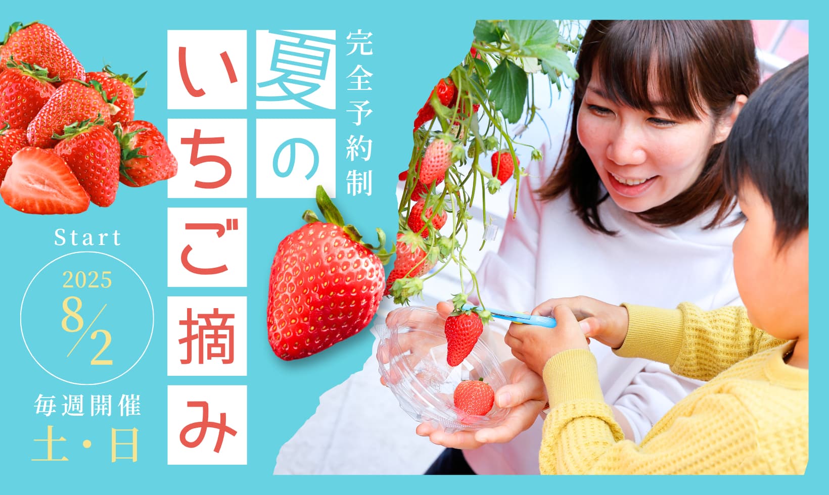 京都・八幡の おさぜん農園で毎年大人気の「夏のいちご摘み体験