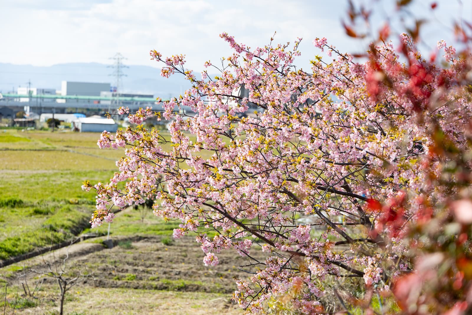 枚方市内の河川近くの桜めぐり。