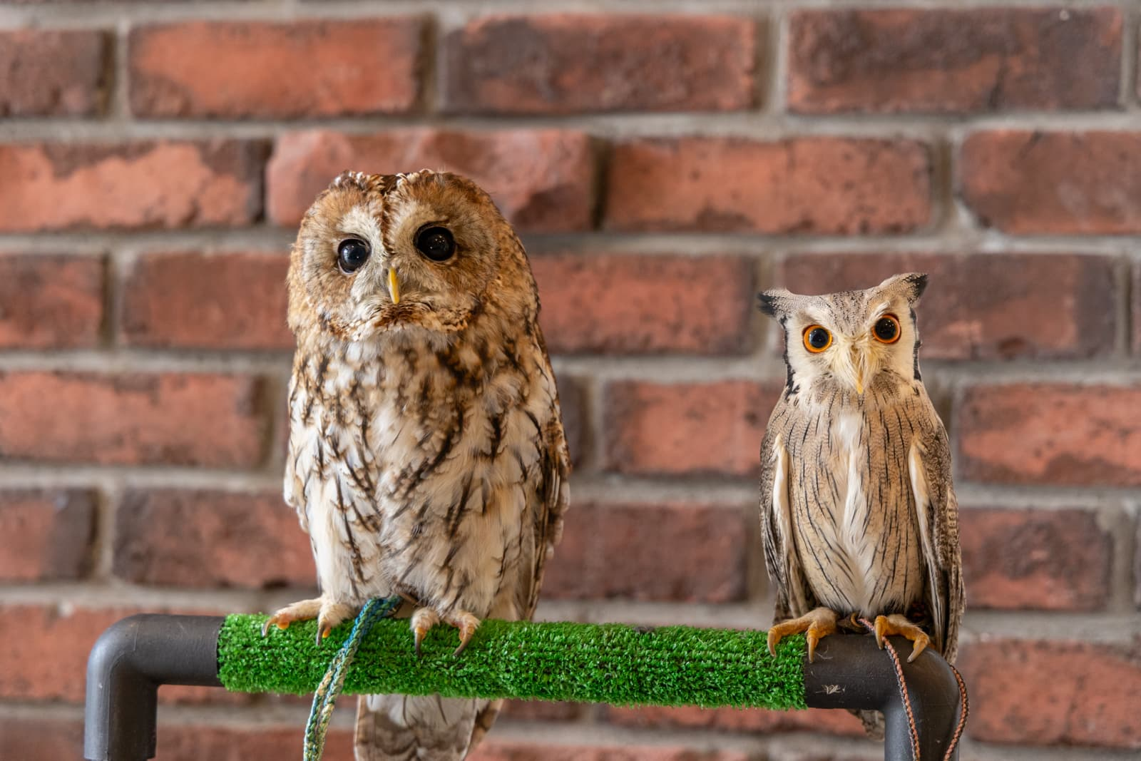 【枚方まとめ】