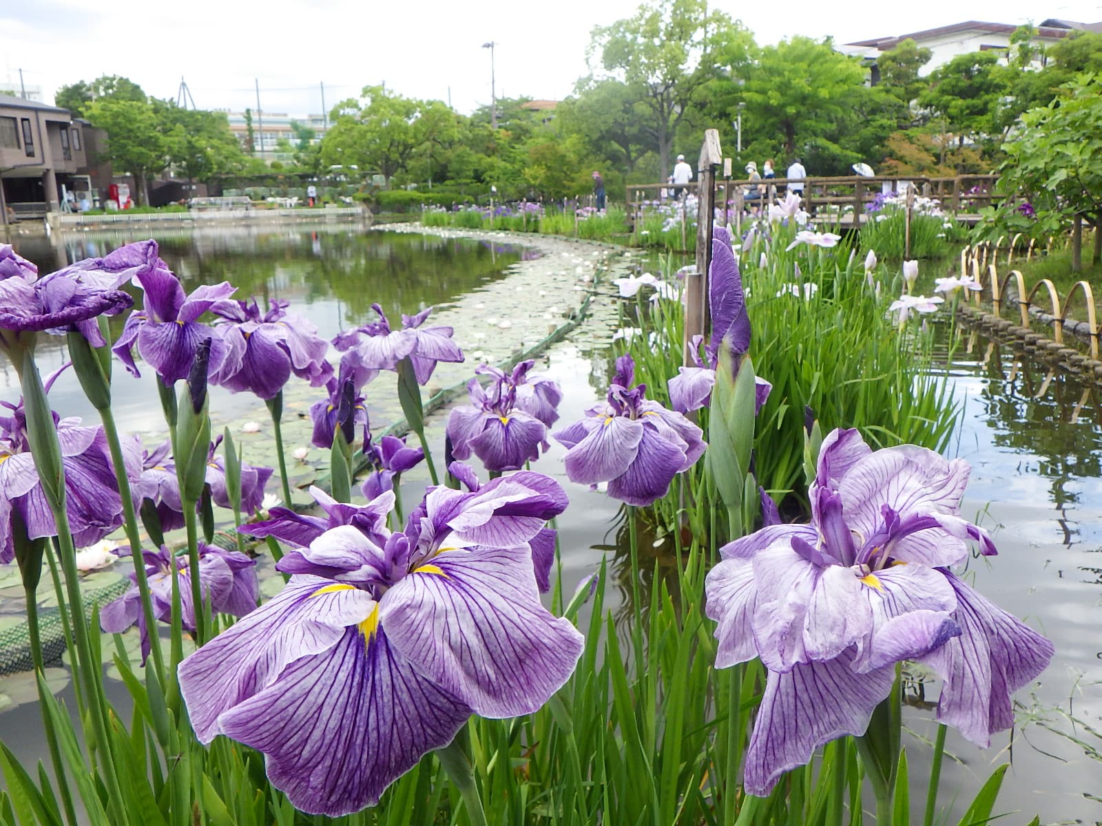 梅雨を美しく彩る市民の森「花しょうぶ展」開催。ガイドツアー＆染め